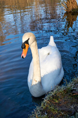 close-up portrait of a beautiful white swan swimming in the river