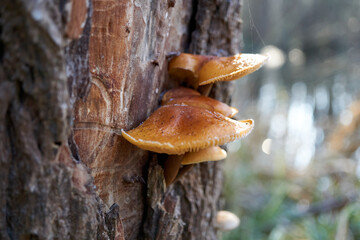 close up of light brown mushrooms on a tree trunk