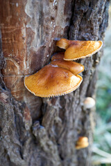 close up of light brown mushrooms on a tree trunk