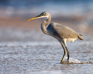 Egret on the beach. Egretta gularis. Western reef heron. Western reef egret.