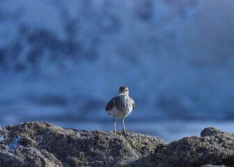 Common sandpiper standing on rock. Actitis Hypoleucos. The common sandpiper is a small Palearctic wader.