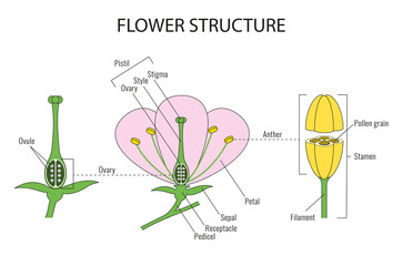 Part of a flower biological diagram - obrazy, fototapety, plakaty