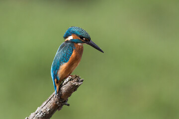 Eisvogel (Alcedo atthis)