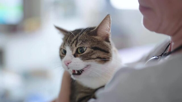 Angry cat in person lap hiss towards a child 4K