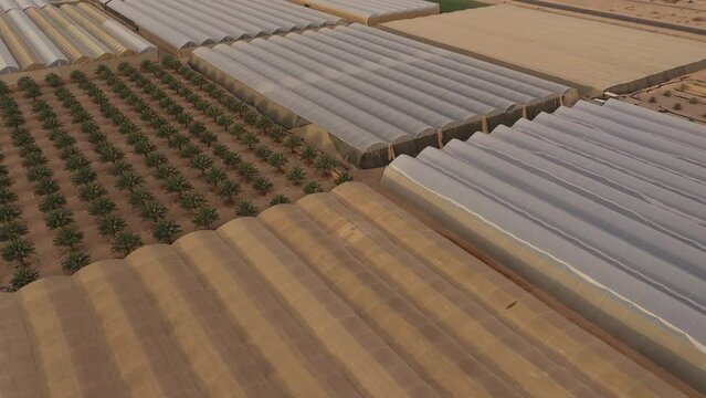 Tilted aerial footage of date palm trees and greenhouses on grounds of Paran 'moshav', a type of cooperative rural community in Israel
