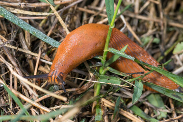 Red slug, Arion rufus, crawls over dry grass and foliage