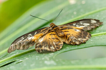 macro beautiful butterfly Parthenos sylvia