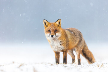 Fototapeta premium Mammals - European Red Fox (Vulpes vulpes)