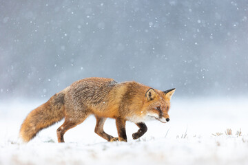 Mammals - European Red Fox (Vulpes vulpes)
