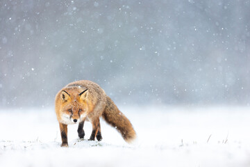 Mammals - European Red Fox (Vulpes vulpes)