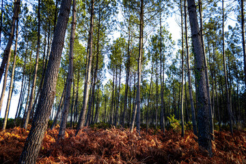 Pins et Fougères