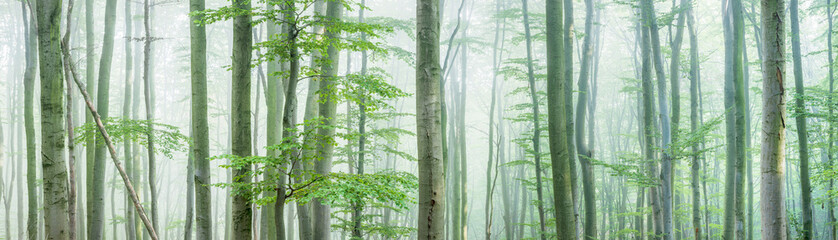 Panorama of natural Beech Forest in Thick Morning Fog