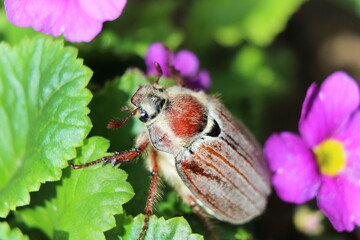 
may bug