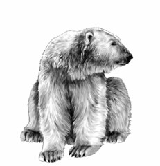 bear sitting full length and looking sideways, sketch vector graphics monochrome illustration on white background