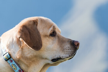 Retrato de un bonito  perro 