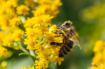 A honey bee collecting pollen from yellow flowers