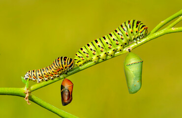 Close up   beautiful Сaterpillar of swallowtail  and cocoon