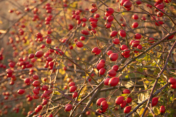 Close up Red berries of wild hips rose Rosa canina in autumn