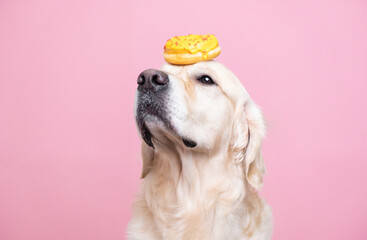 The dog is holding a fresh yellow donut on his head against a pink background. A golden retriever...