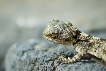 Close-up of small brownish lizard on rock