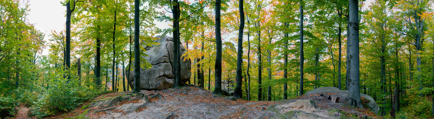 Beauitful green forest photo. Pine trees and a path in the forest. Summer mountain background. Rila mountain, Bulgaria