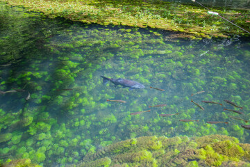 This Is a Beautiful Brazilian Lake