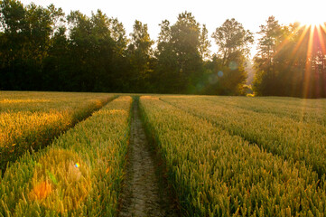 Ripe ears of wheat on the field, sunny day.