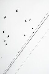 flock of birds