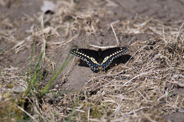 Black Swallowtail butterfly on the ground in Pennsylvania