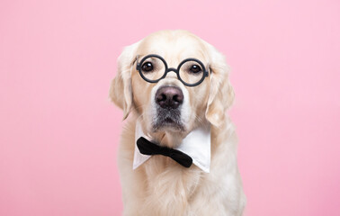 Dog in glasses and bow tie sitting on a pink background. Golden retriever in a teacher's suit. The concept of school, learning, smart animals.