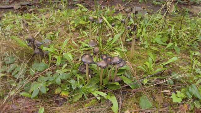 Inky Cap Mushroom (Coprinopsis atramentaria)