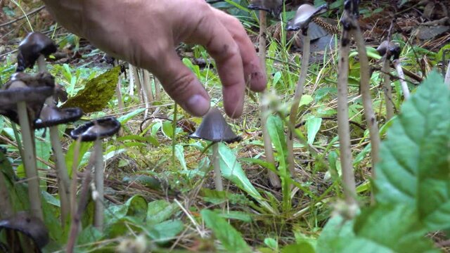 Inky Cap Mushroom (Coprinopsis atramentaria)