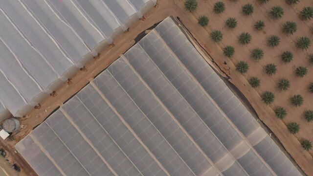 Israel agriculture and farming technology. Aerial view of date palm plantation and greenhouses in Paran, a cooperative community based on collective farming. 