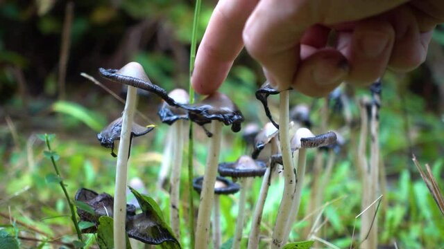 Inky Cap Mushroom (Coprinopsis atramentaria)