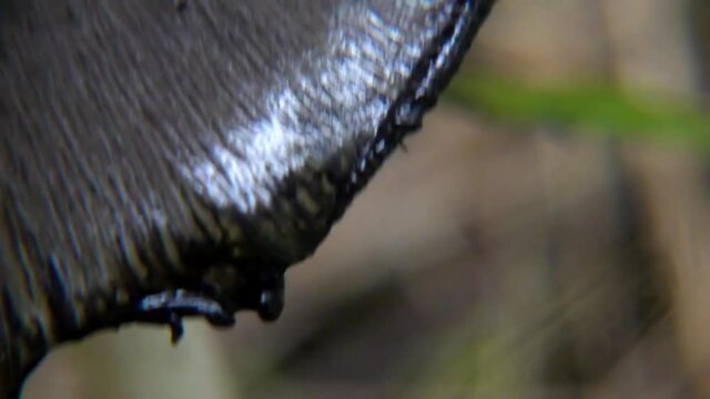 Inky Cap Mushroom (Coprinopsis atramentaria)