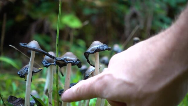 Inky Cap Mushroom (Coprinopsis atramentaria)