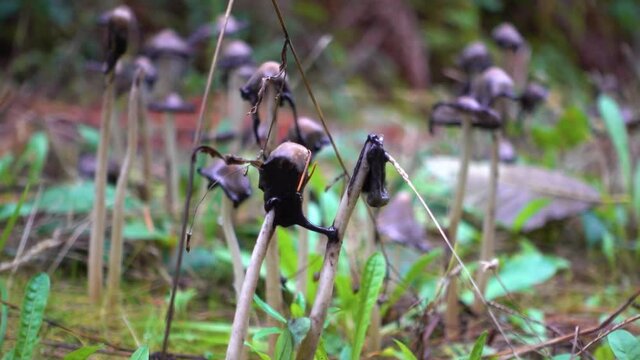 Inky Cap Mushroom (Coprinopsis atramentaria)