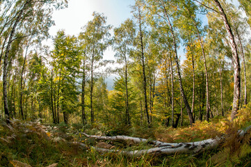 a beautiful landscape in the mountains with rock and summer forest