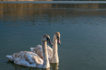 white swans group on the lake swim well under the bright sun
