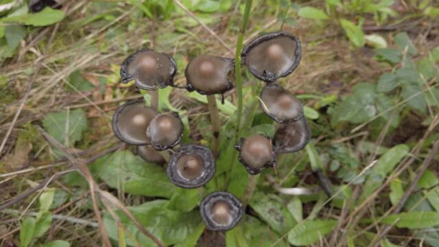 Inky Cap Mushroom (Coprinopsis atramentaria)