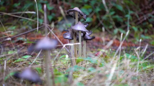 Inky Cap Mushroom (Coprinopsis atramentaria)