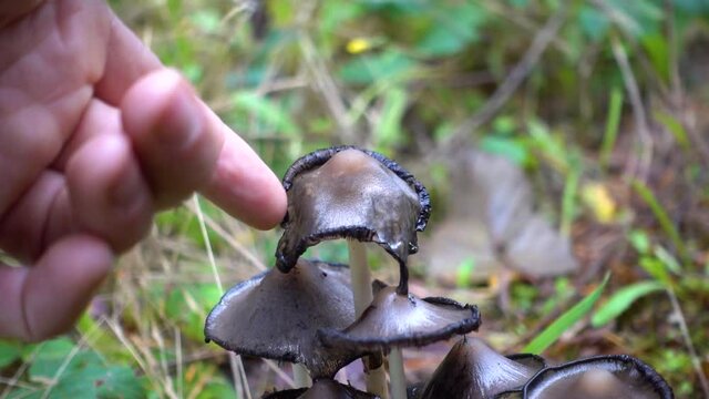 Inky Cap Mushroom (Coprinopsis atramentaria)