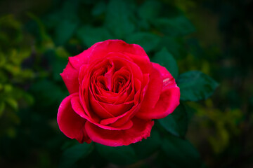 An amazing red rose symbol of love for valentine day