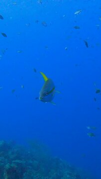 Beautiful yellowtail snapper fish Swimming In The Blue Waters of the Caribbean Sea. Relaxed Scuba Diving in Curacao, Aruba and Bonaire. 