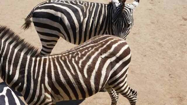 herd of zebras in the savannah in captivity
