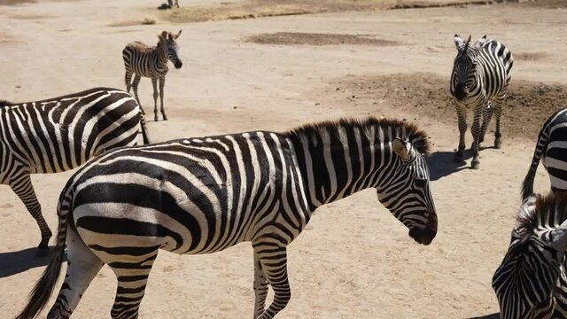 zebra herd walking in africa