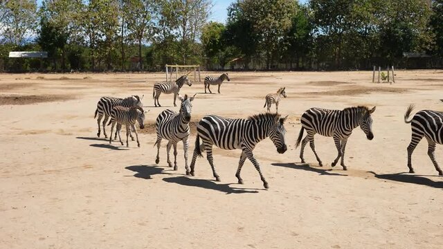 herd of zebras walking in the savannah on dirt and dust