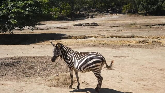 zebras in the savanna of africa in captivity