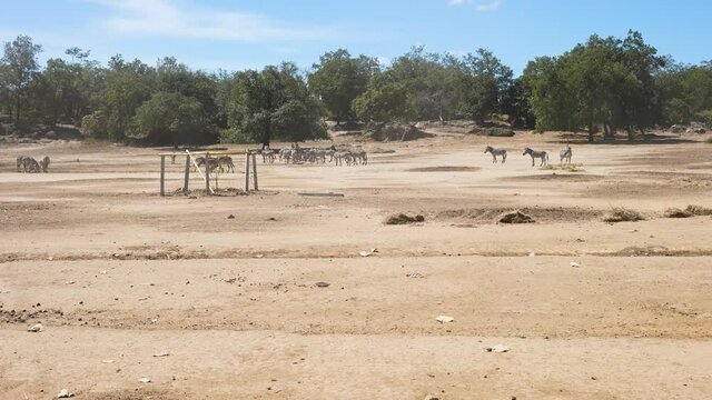 herd of zebras in the savannah with dust and eating