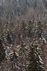 Mixed forest with snow covered spruce trees